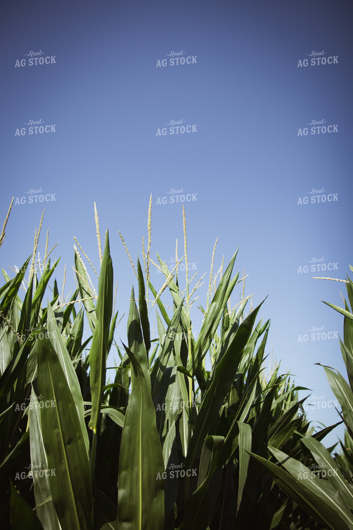 Mid-Season Corn Field 268153