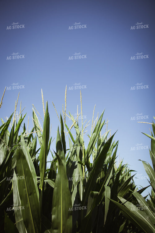 Mid-Season Corn Field 268153