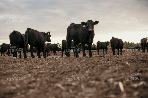Feedyard 3107