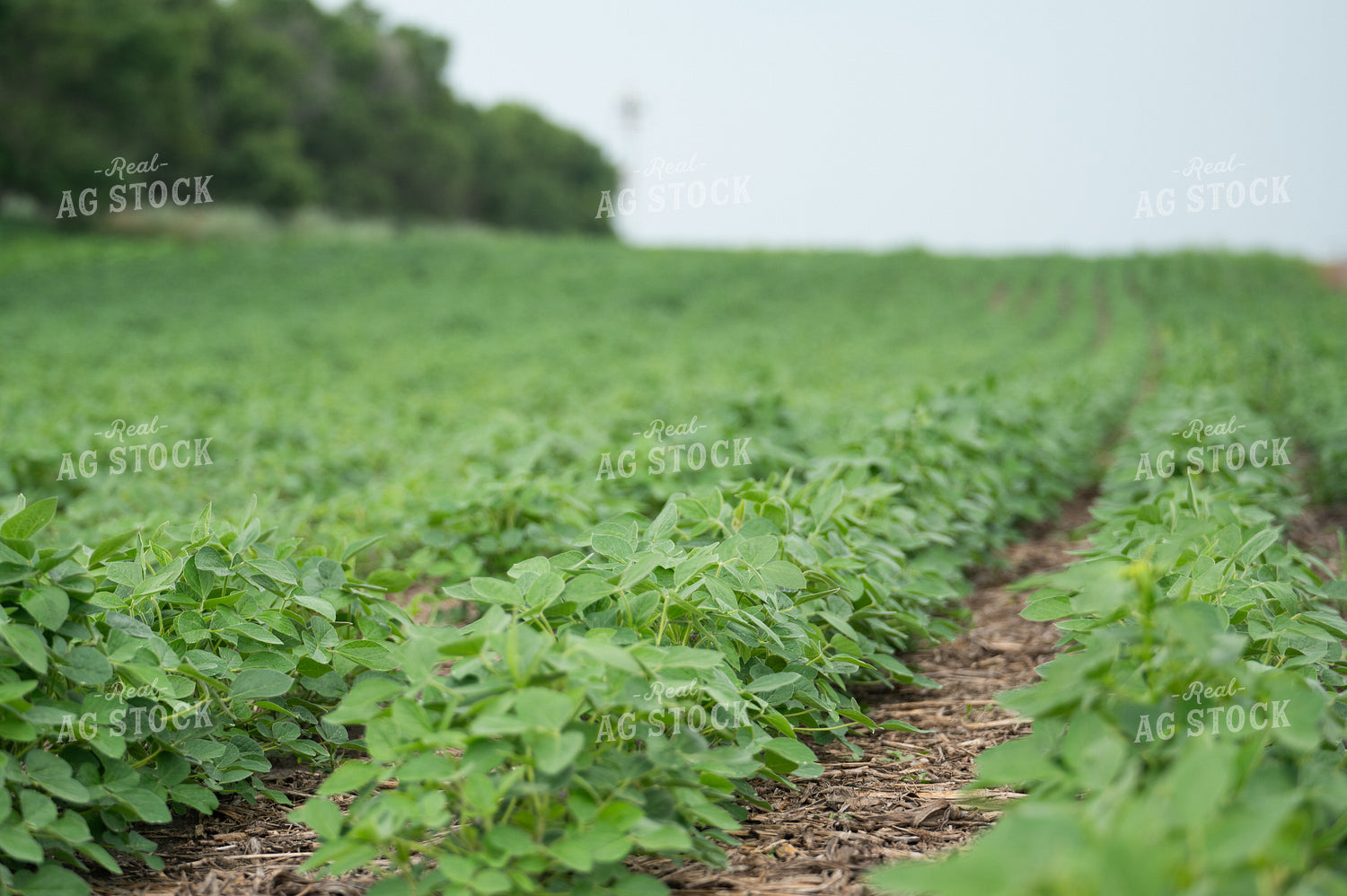 Midseason Soybeans 185234