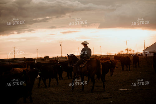 Feedyard 3111