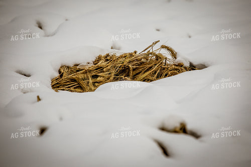 Snow Covered Barley 138077