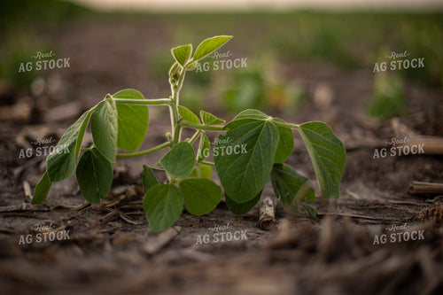 Mid-Season Soybean Plant 93103