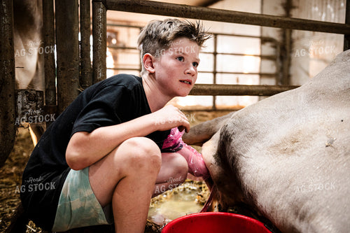 Farm Kid Helping Calve 195030