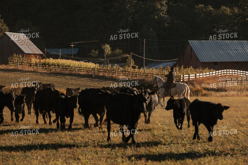 Ranchers on Horseback with Cattle 66048