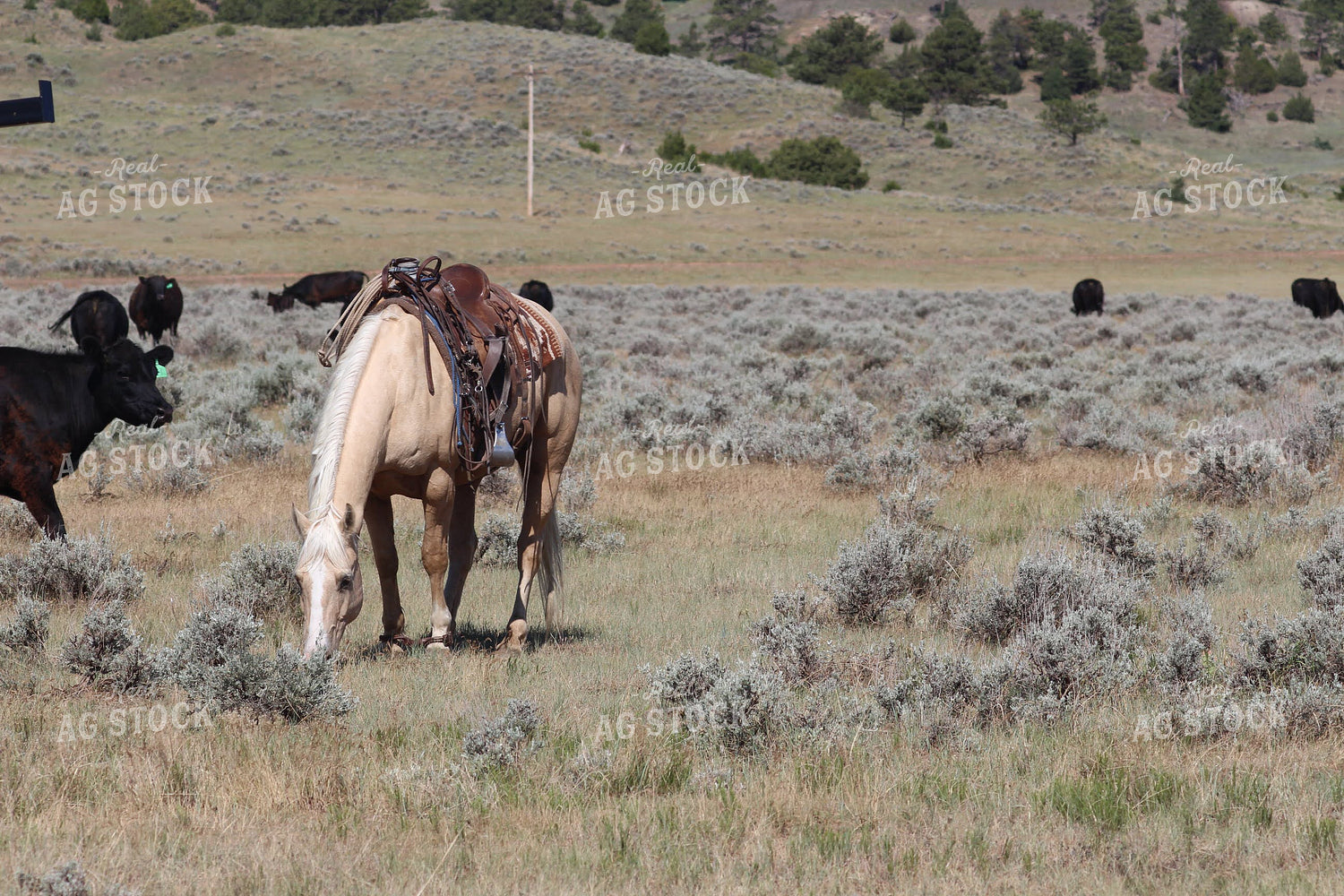 Saddled Horse and Angus Cattle in Pasture 63006