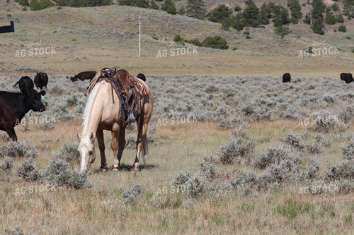Saddled Horse and Angus Cattle in Pasture 63006