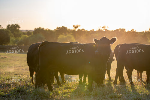 Angus Cattle 236006