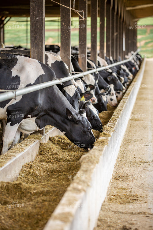 Holstein Cattle Eating in Freestall Barn 270195