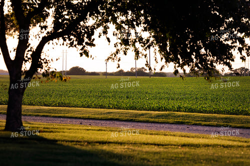 Early Growth Corn Field 129143