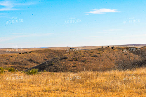 Cattle Grazing on Pasture 299112