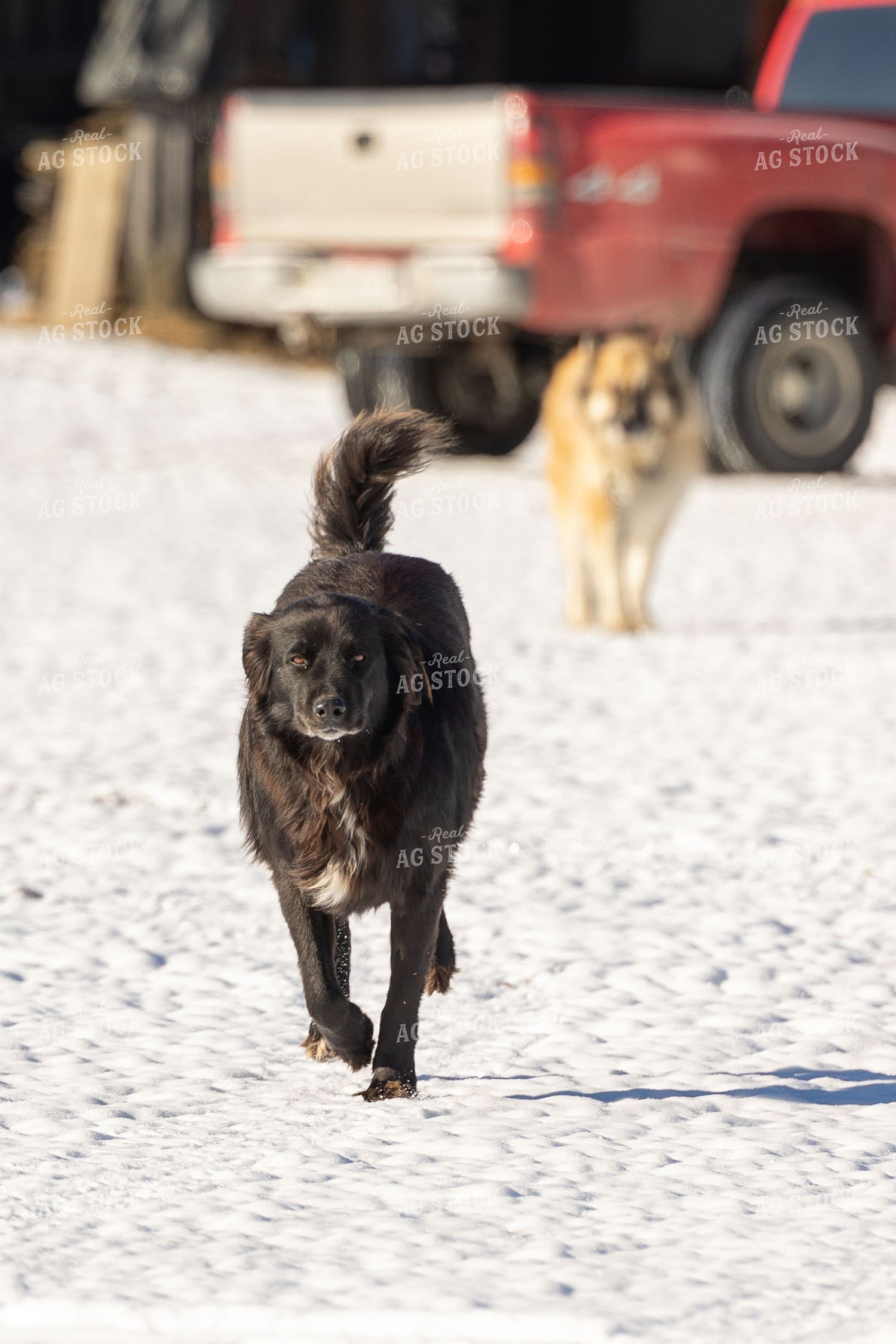 Farm Dog in the Snow 52365