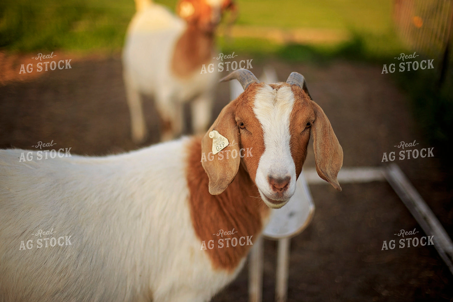 Goats in Farmyard 93137