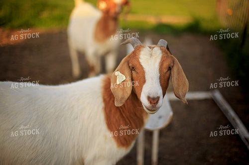 Goats in Farmyard 93137