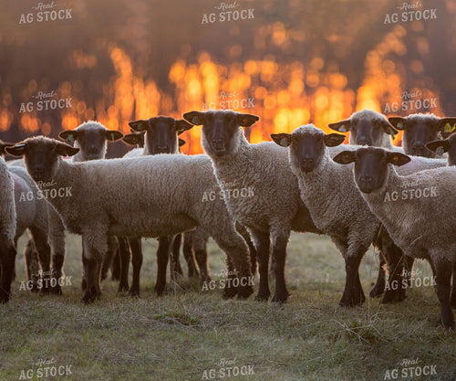 Sheep in Pasture 90064