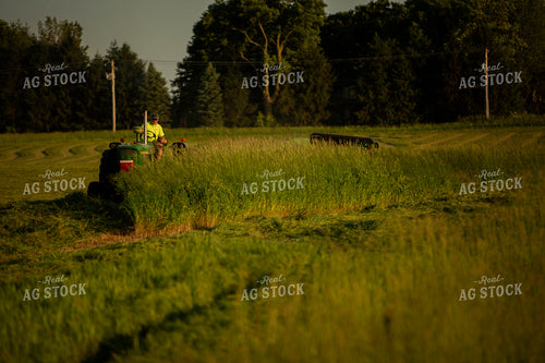 Cutting Hay 4947