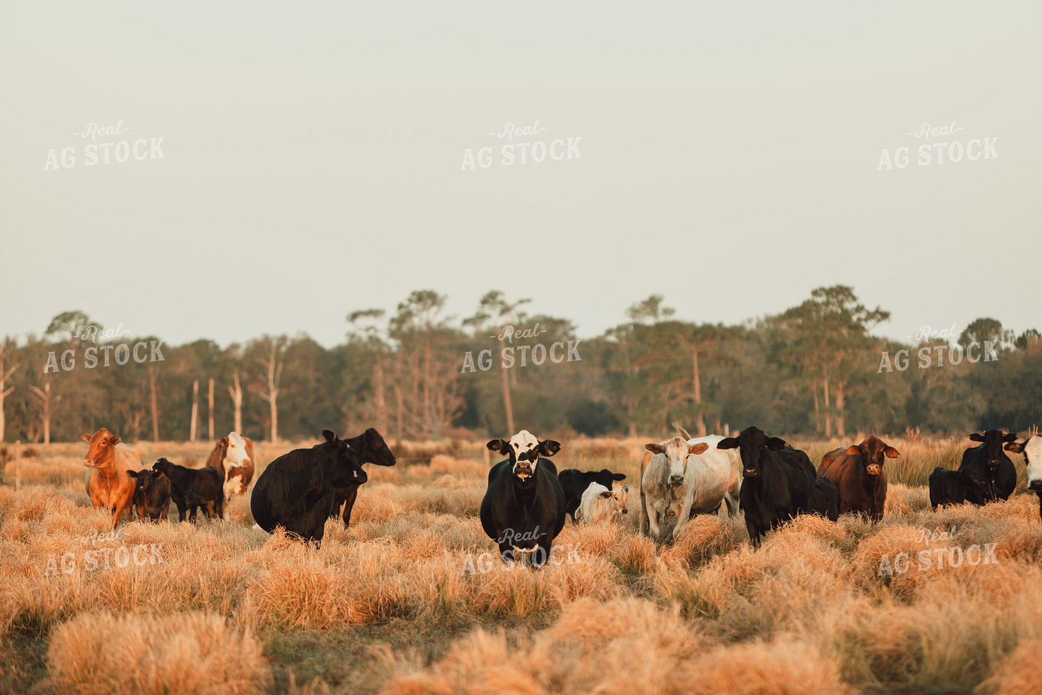 Florida Ranch 7274
