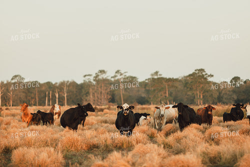 Florida Ranch 7274