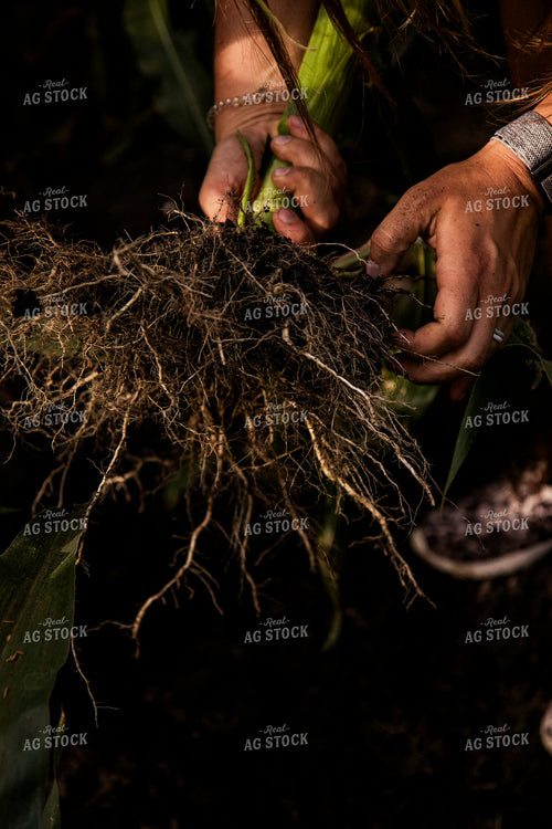 Checking Corn Roots 67462