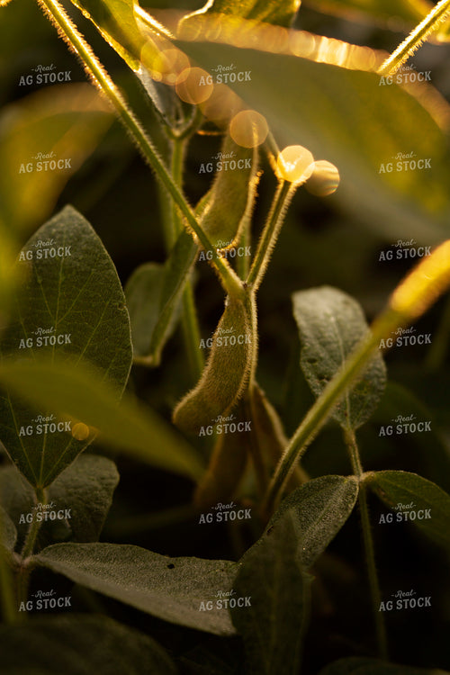 Soybeans - Mid-Season 4914