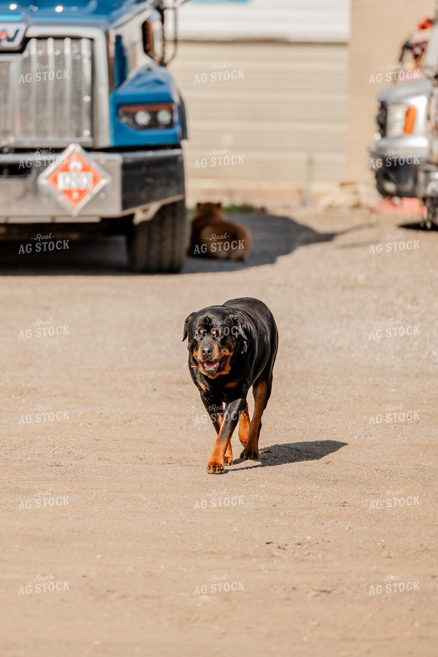 Farm Dog 104029