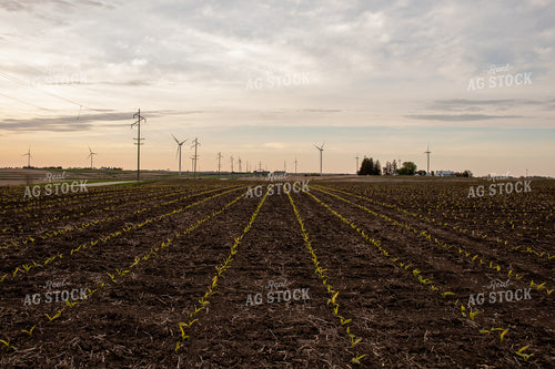 V1 Early Stage Corn 67089