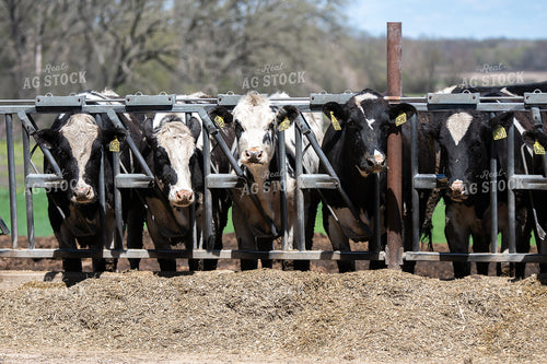 Holstein Cattle 50478