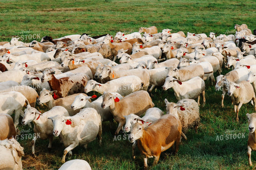 Sheep 220019