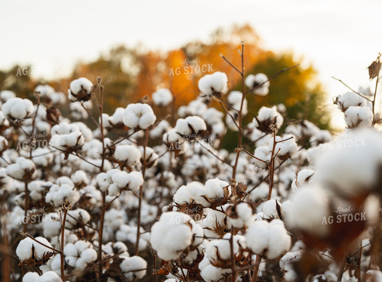 Cotton 128047