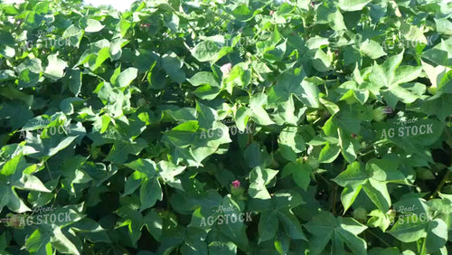 Cotton Field with Flowers in Bloom 80063