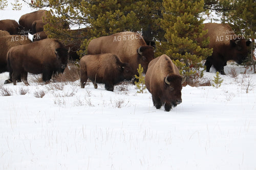 American Bison 102043