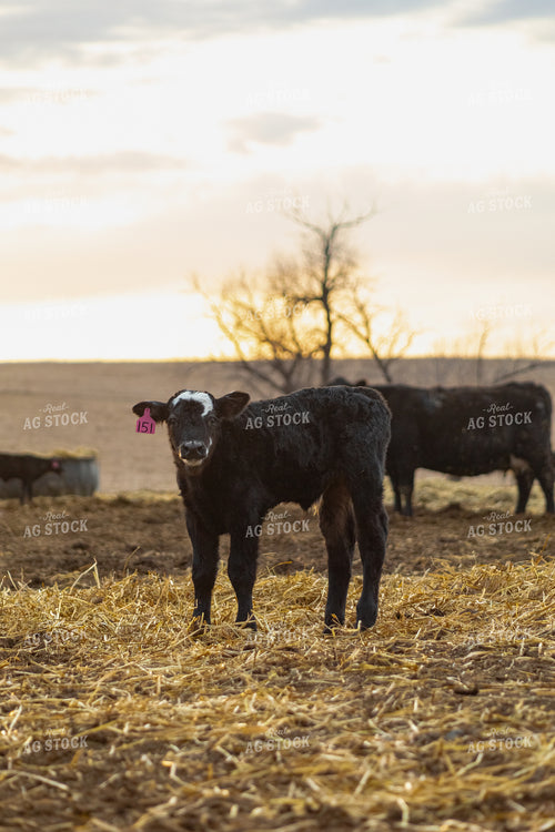 Calf 155361