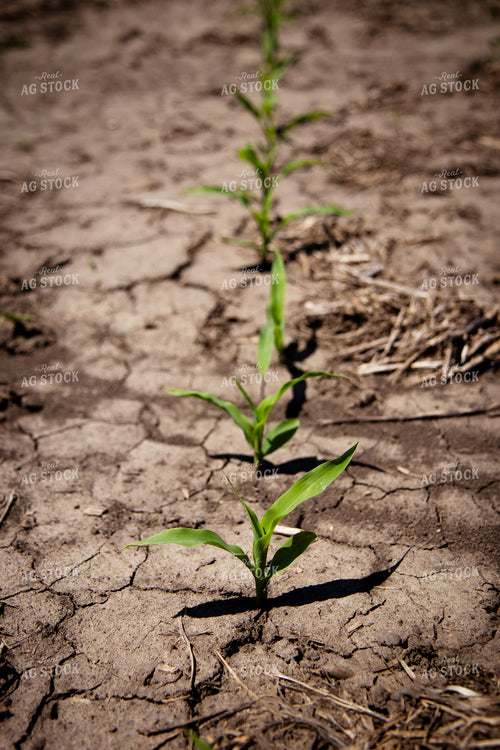 Early Growth Corn 67717