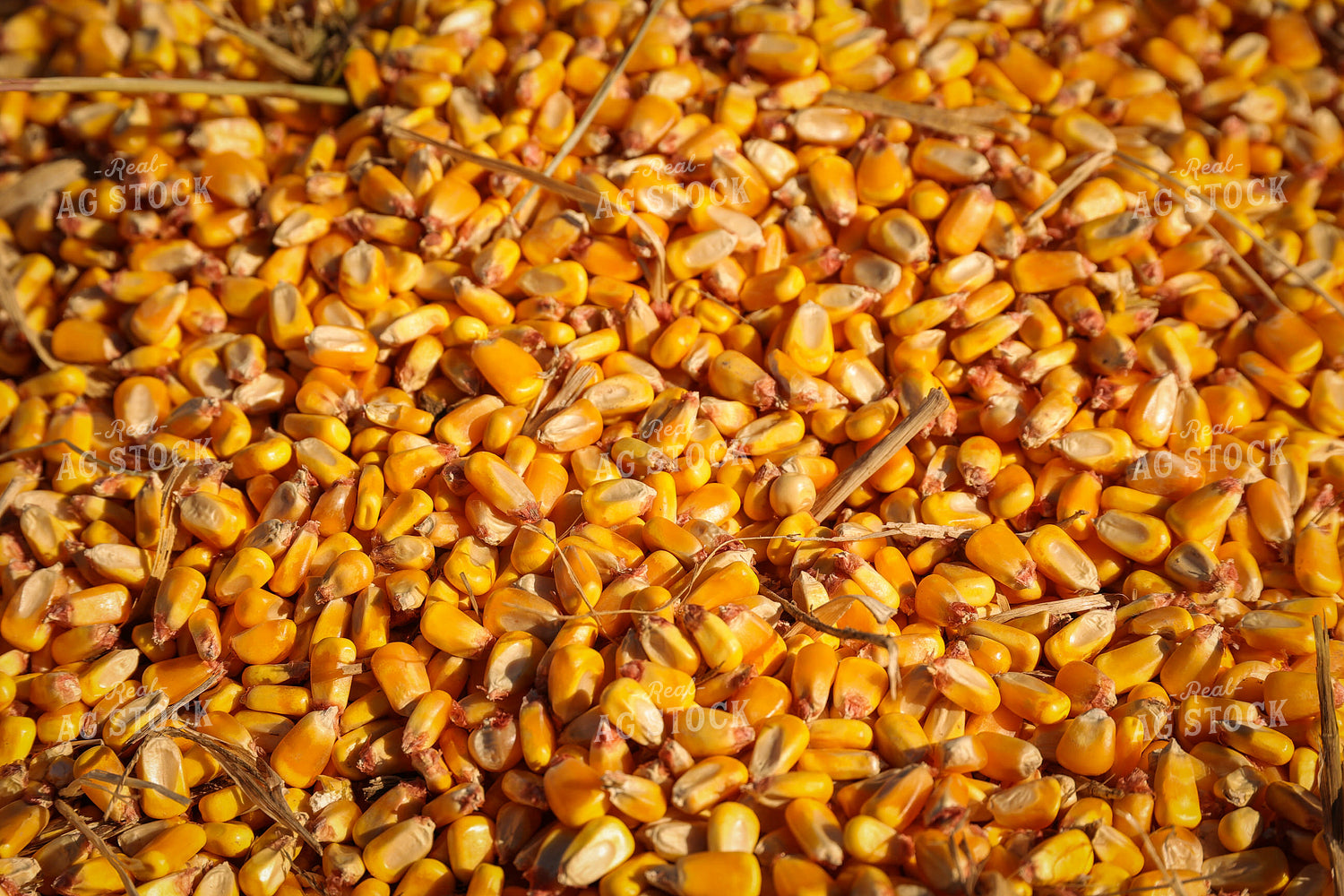 Shelled Corn Kernels Close Up 52478
