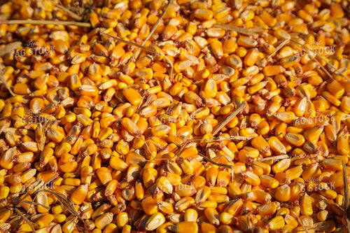 Shelled Corn Kernels Close Up 52478