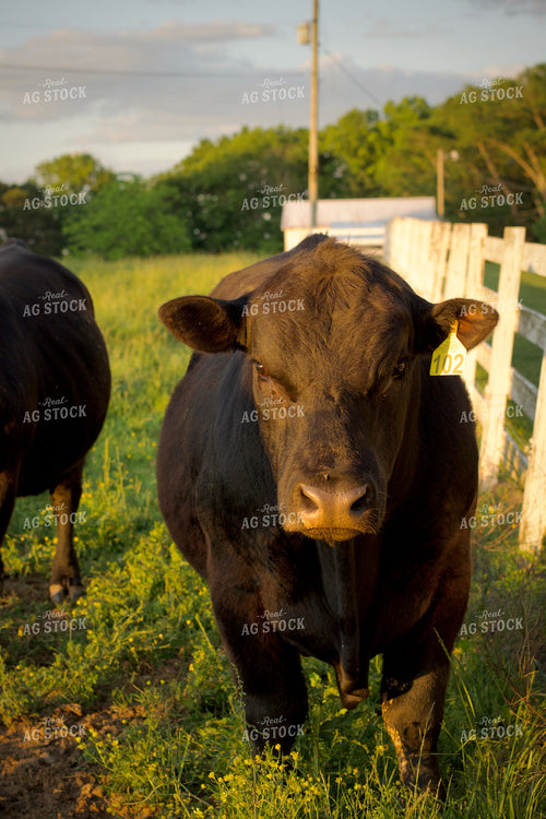 Angus Bulls on Pasture 251147