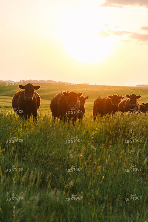 Black Angus Cattle on Pasture 68270