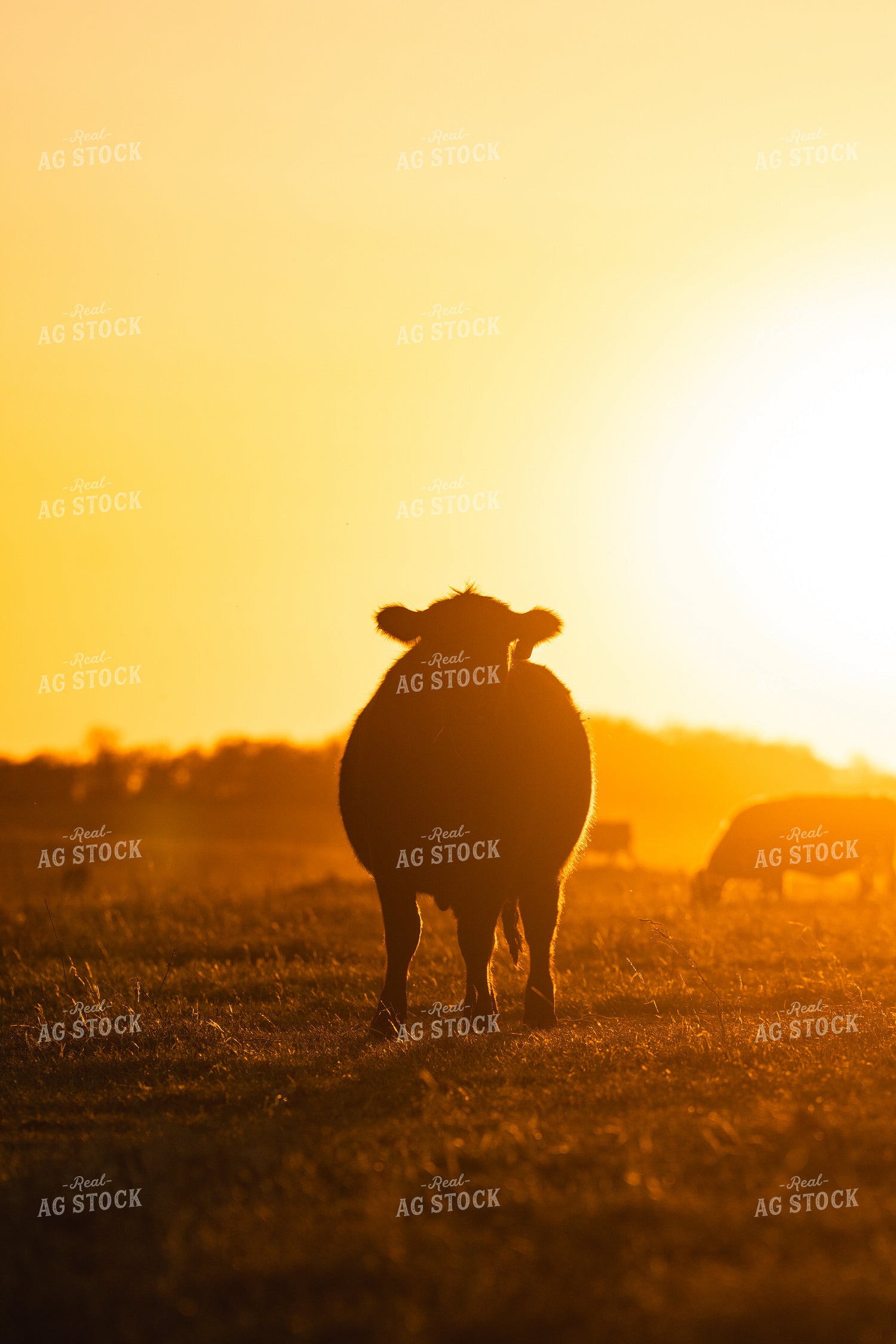 Cattle at Sunset 68323