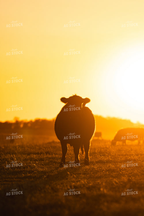 Cattle at Sunset 68323