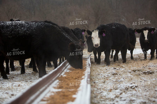 Cattle 1634