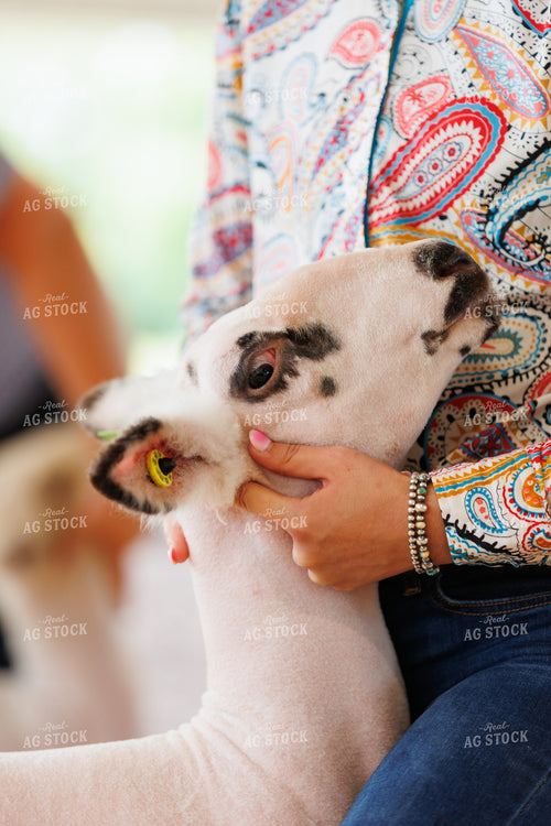 Sheep Show 295117