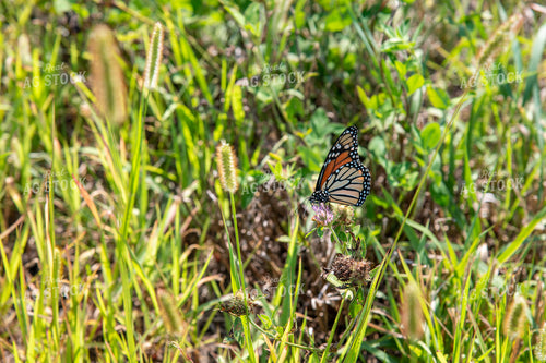 Butterfly Collecting Nectar and Pollen from Wildflowers on CRP Land 25034