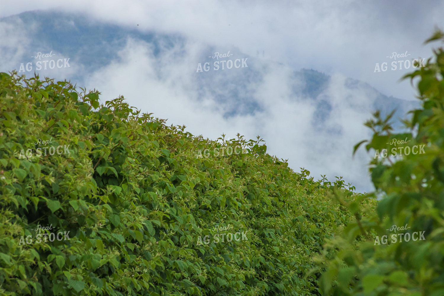 Raspberry Bushes 261098