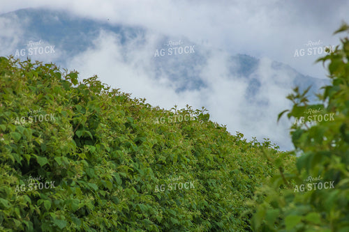 Raspberry Bushes 261098