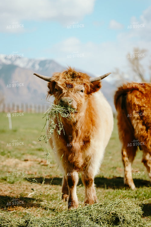 Highland Cattle 83053