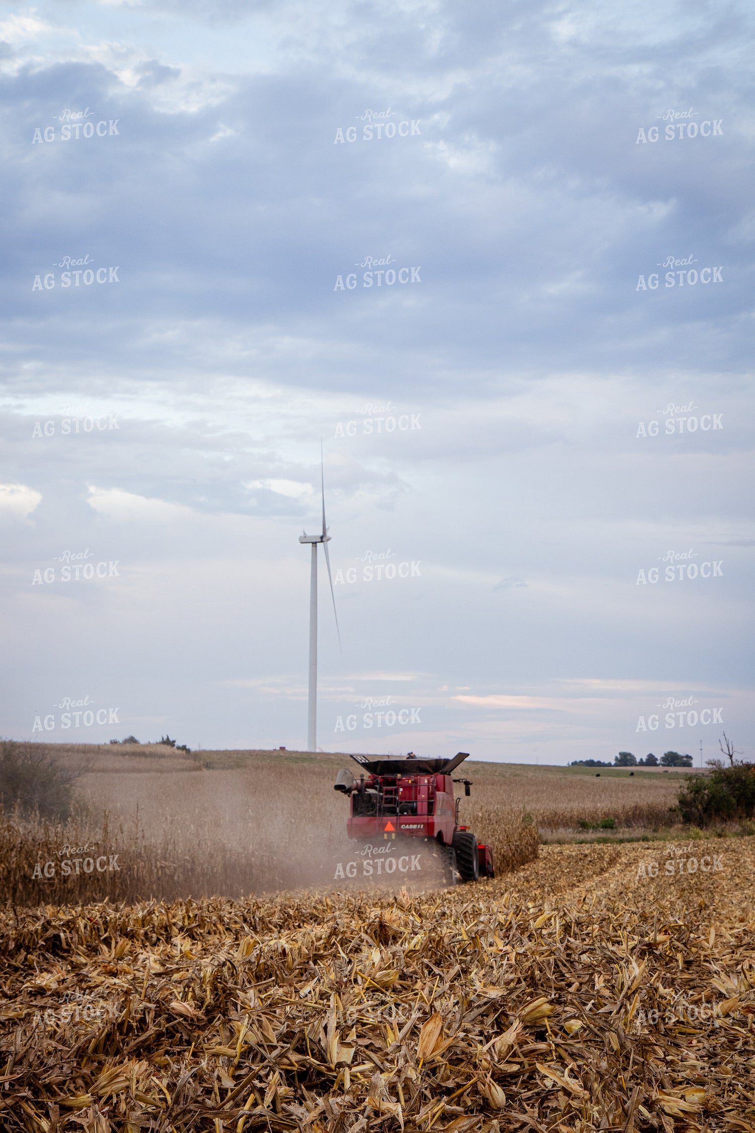 Corn Harvest 268220