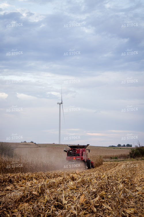 Corn Harvest 268220