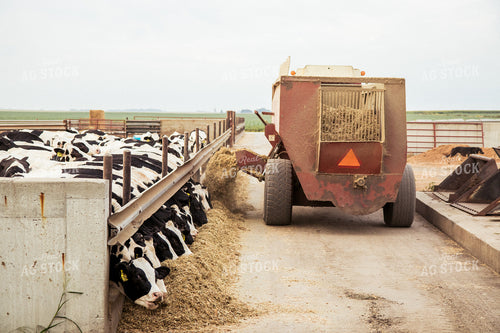 Feeding Total Mixed Ration to Holstein Cattle 67391