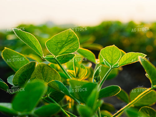 Soybeans 133014
