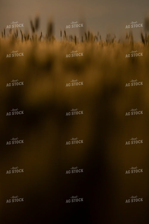 Wheat 2136